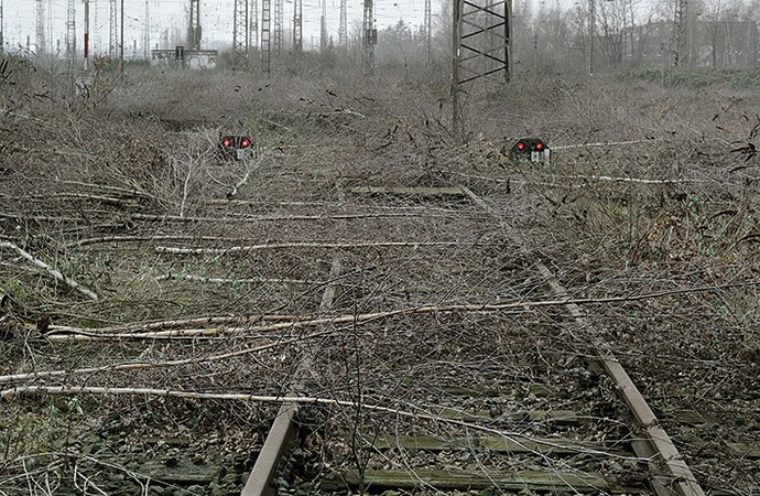 Viele junge Birkenstämme liegen über ein Bahngleis verteilt