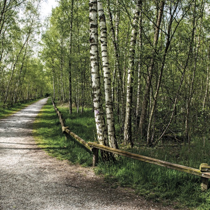 Ein umzäunter Weg durch einen Birkenwald (vergrößerte Bildansicht wird geöffnet)