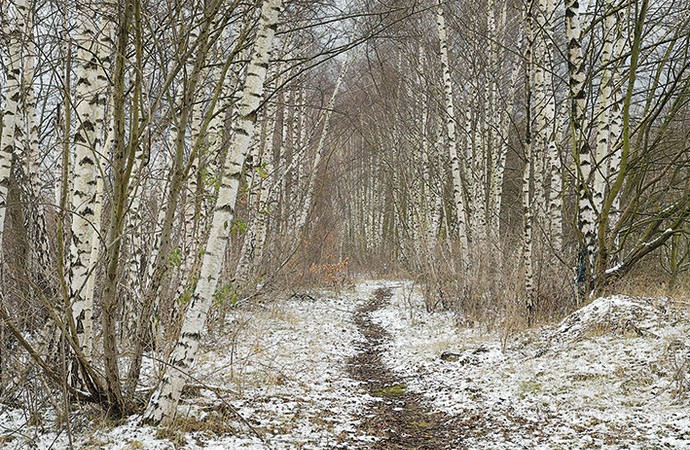 Leicht verschneiter Waldweg durch einen Birkenwald