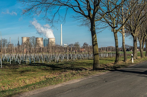 Neu angepflanzte Bäume vor einer Industrielandschaft im Hintergrund