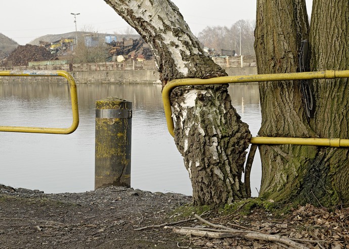 Foto von dem Stamm einer Birke, der in eine gelbe Metallabsperrung vor einem Fluss eingewachsen ist.