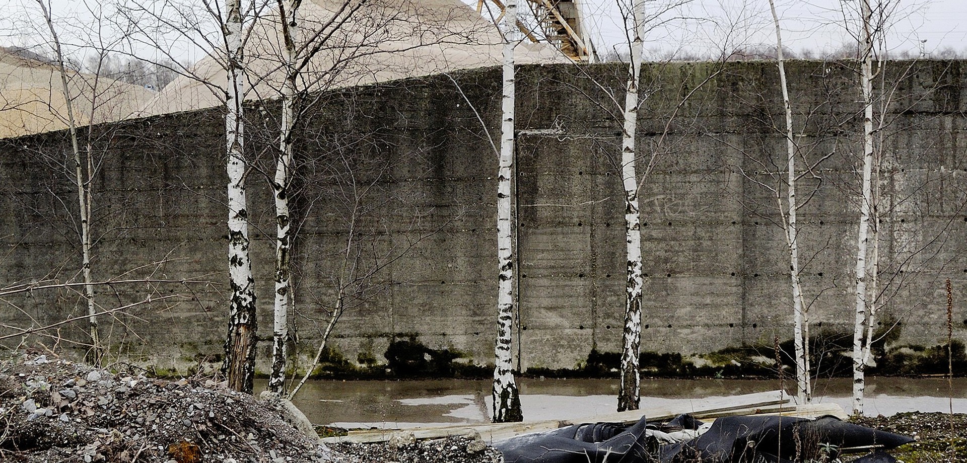 Birken vor einer Betonmauer am Hafen Grimberg in Gelsenkirchen-Bismarck. Foto: Joachim Schumacher.
