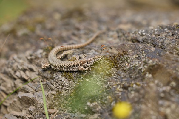 Eidechse auf dem Gelände der Zeche Nachtigall