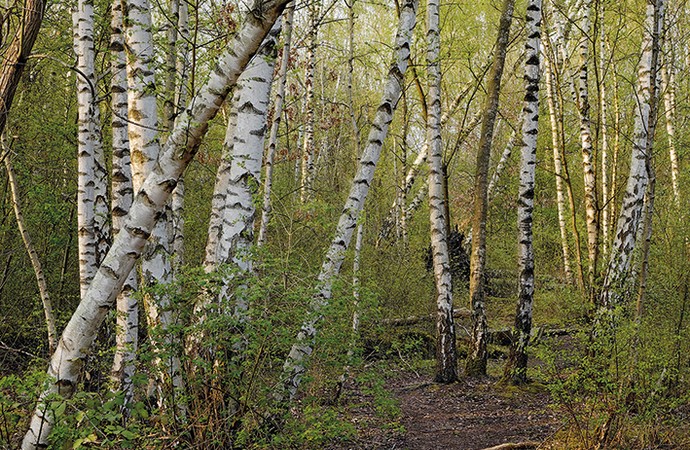 Blick in einen grün bewachsenen Birkenwald