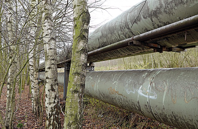 Verschiedene Birken ohne Laub vor zwei horizontal verlaufenden Rohren